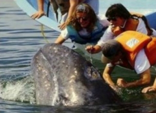 Tocando a la ballena gris